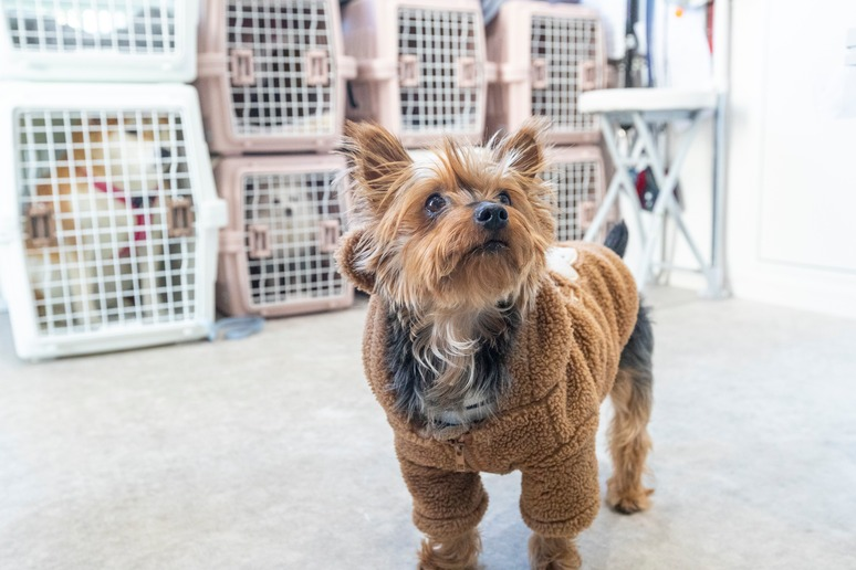 わんわん幼稚園buddy様の導入事例-(4)