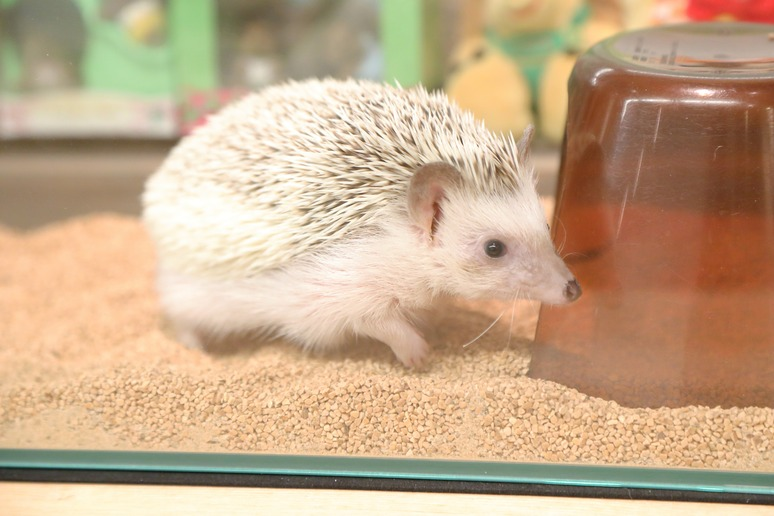 ハリネズミ専門カフェ HARRY WOOD様の導入事例-(2)