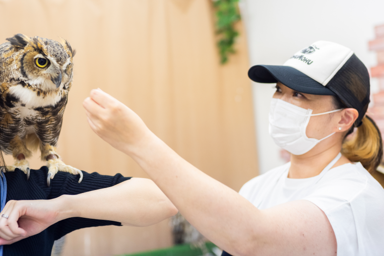 フクロウカフェ もふもふ新宿店様の導入事例-(2)