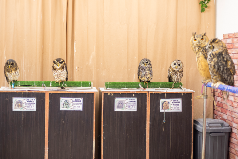 フクロウカフェ もふもふ新宿店様の導入事例-(3)
