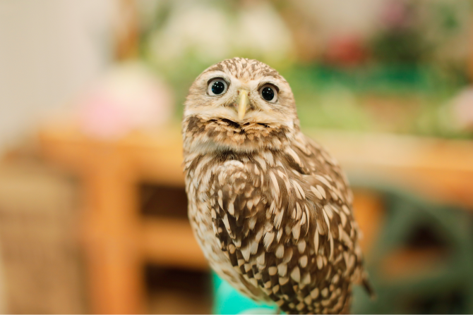 フクロウのお庭 owl’s garden様の導入事例-(4)