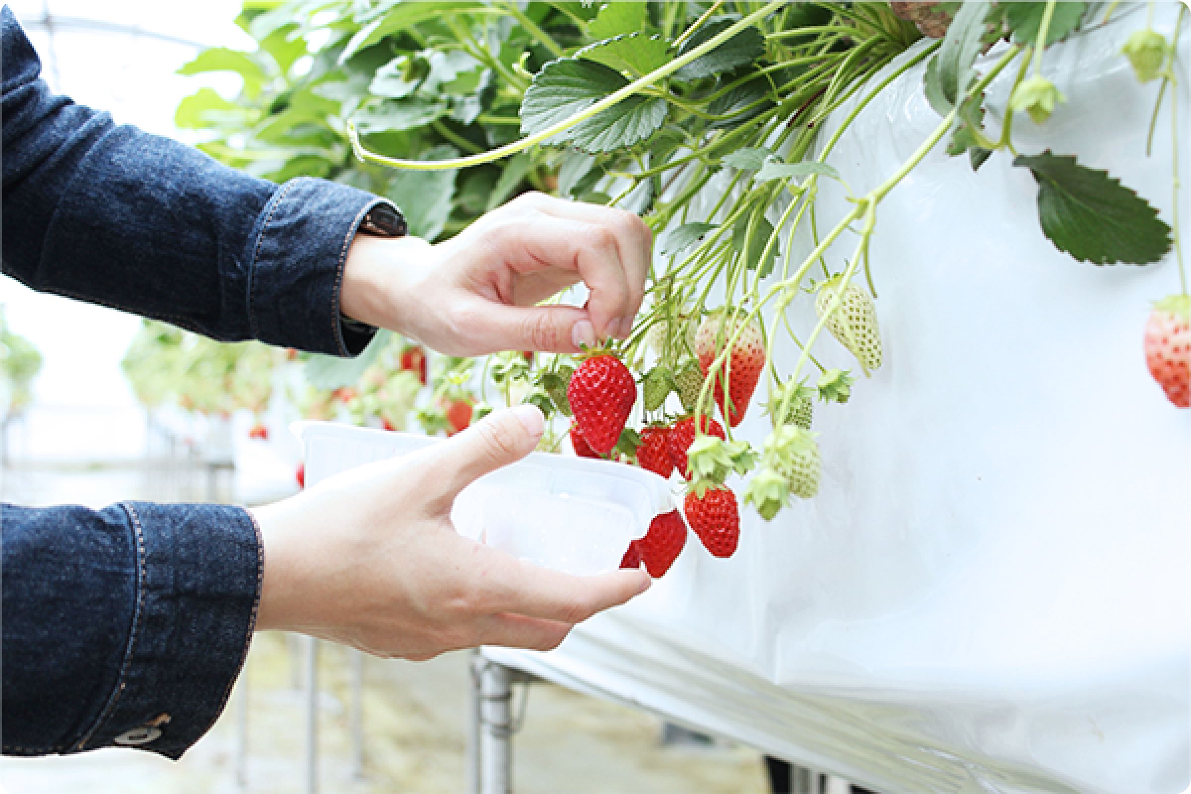 184_いちご狩り・いちご園