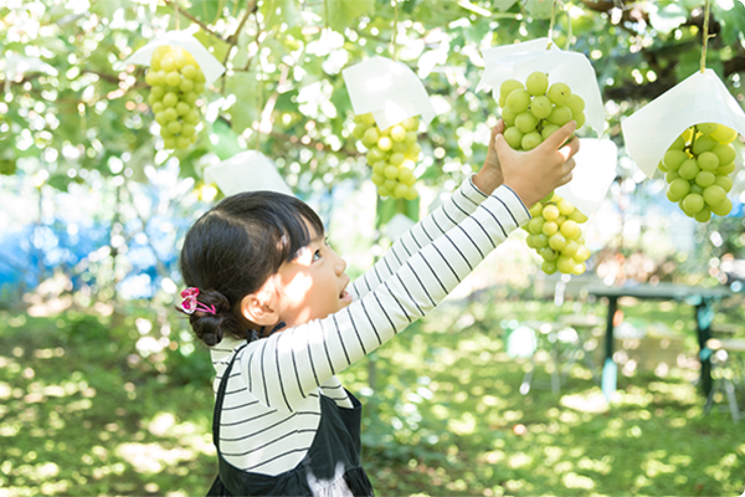 185_ぶどう狩り・ぶどう農園