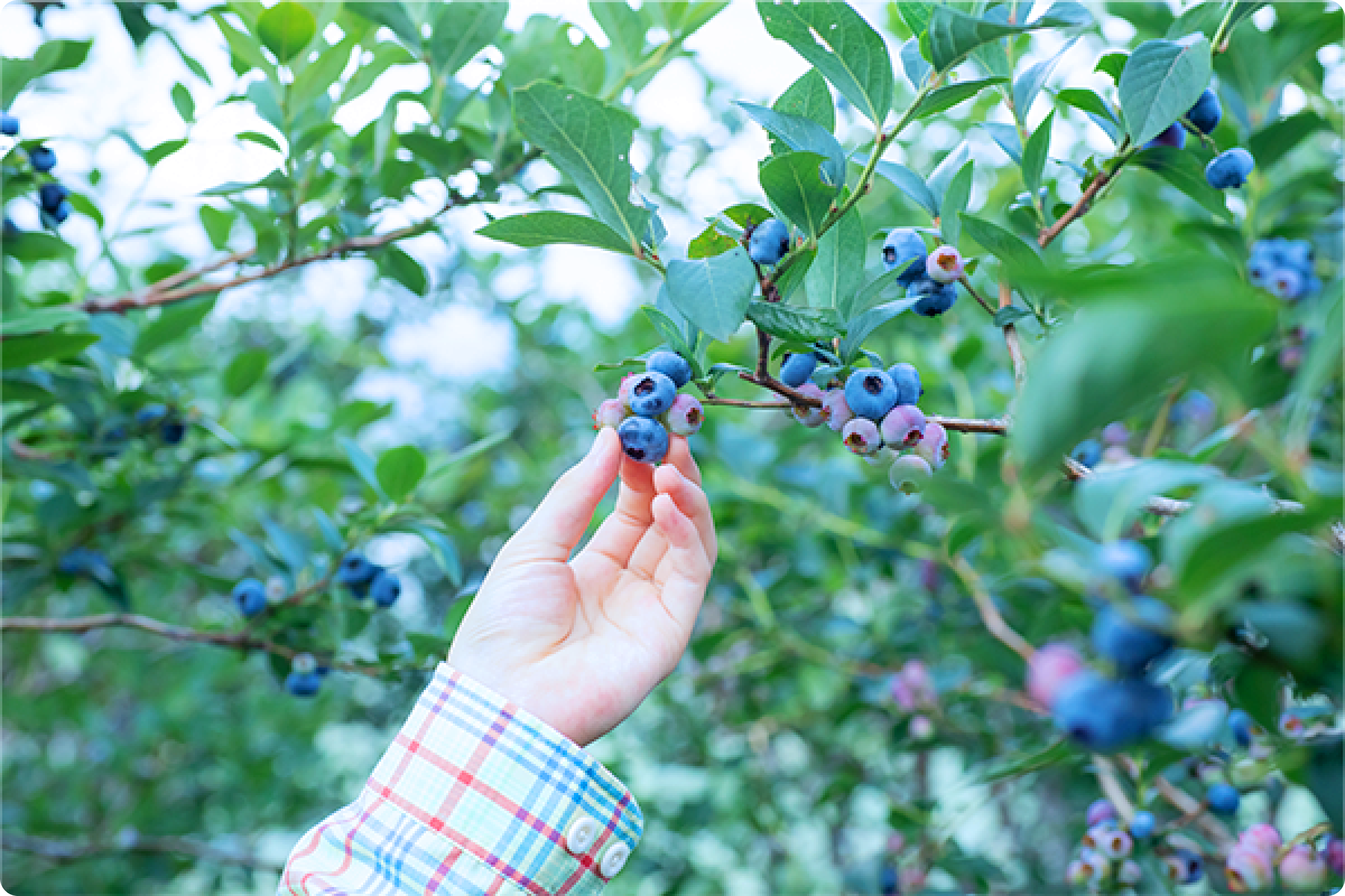 186_ブルーベリー狩り・ブルーベリー農園