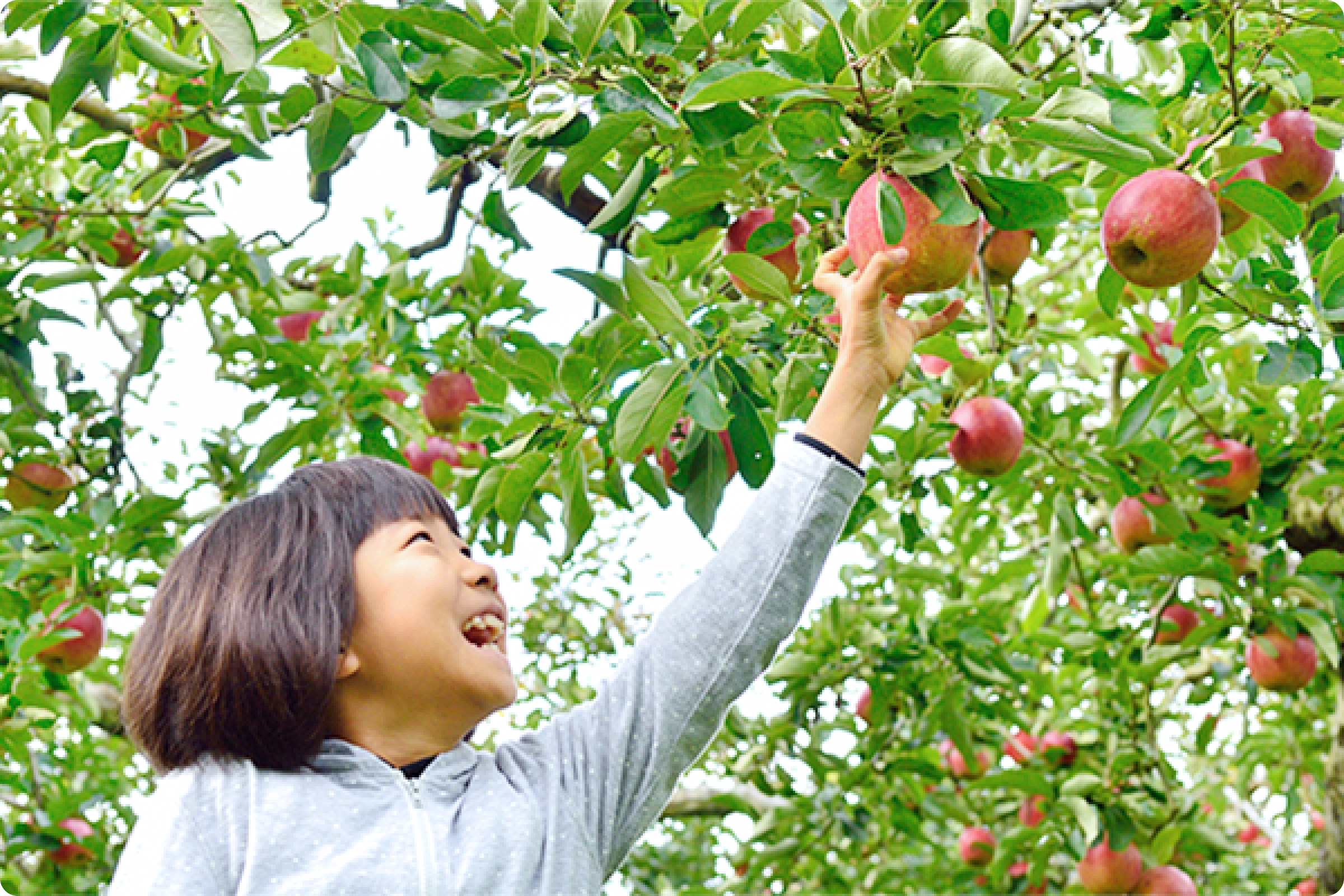 187_りんご狩り・りんご農園
