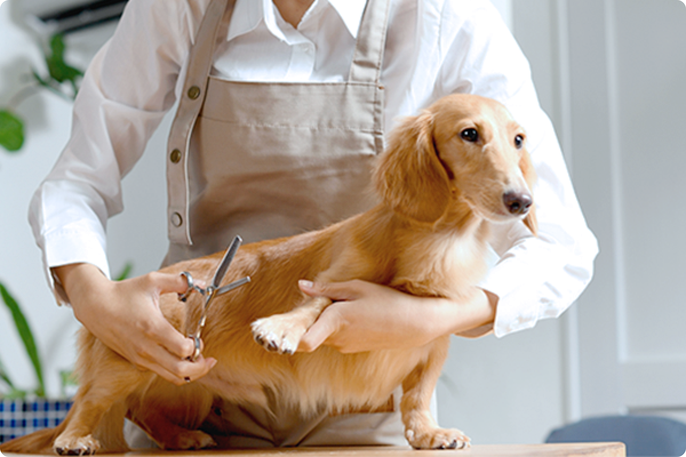 195_トリミングサロン