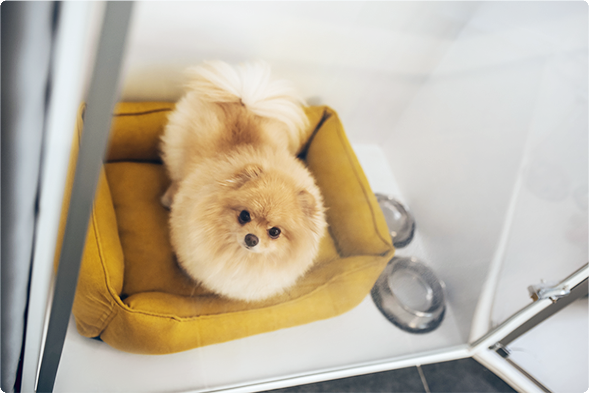 196_ペットホテル